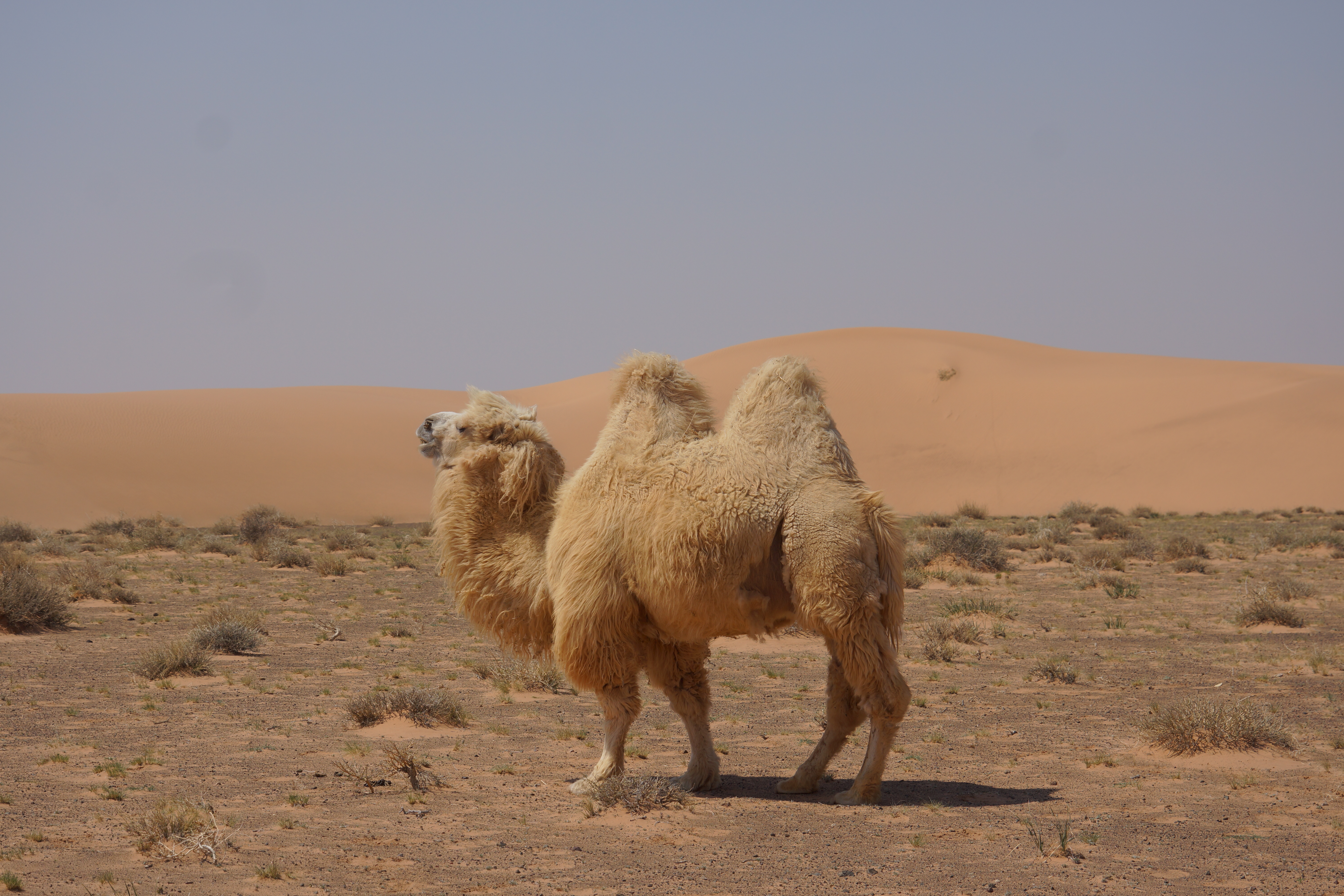 Верблюжий пух