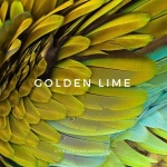 Главный цвет осени: Golden Lime 