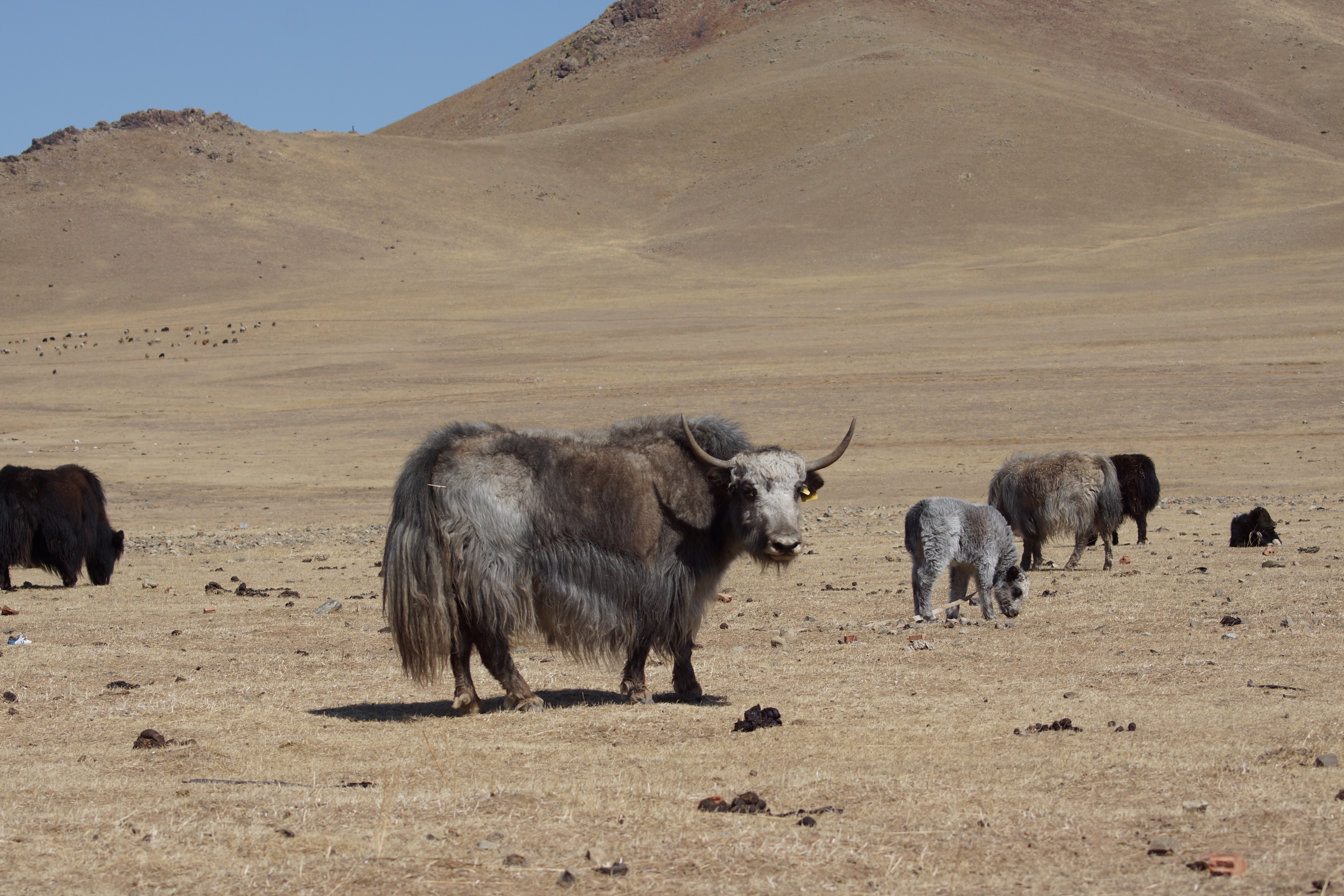 Пух тибетского яка