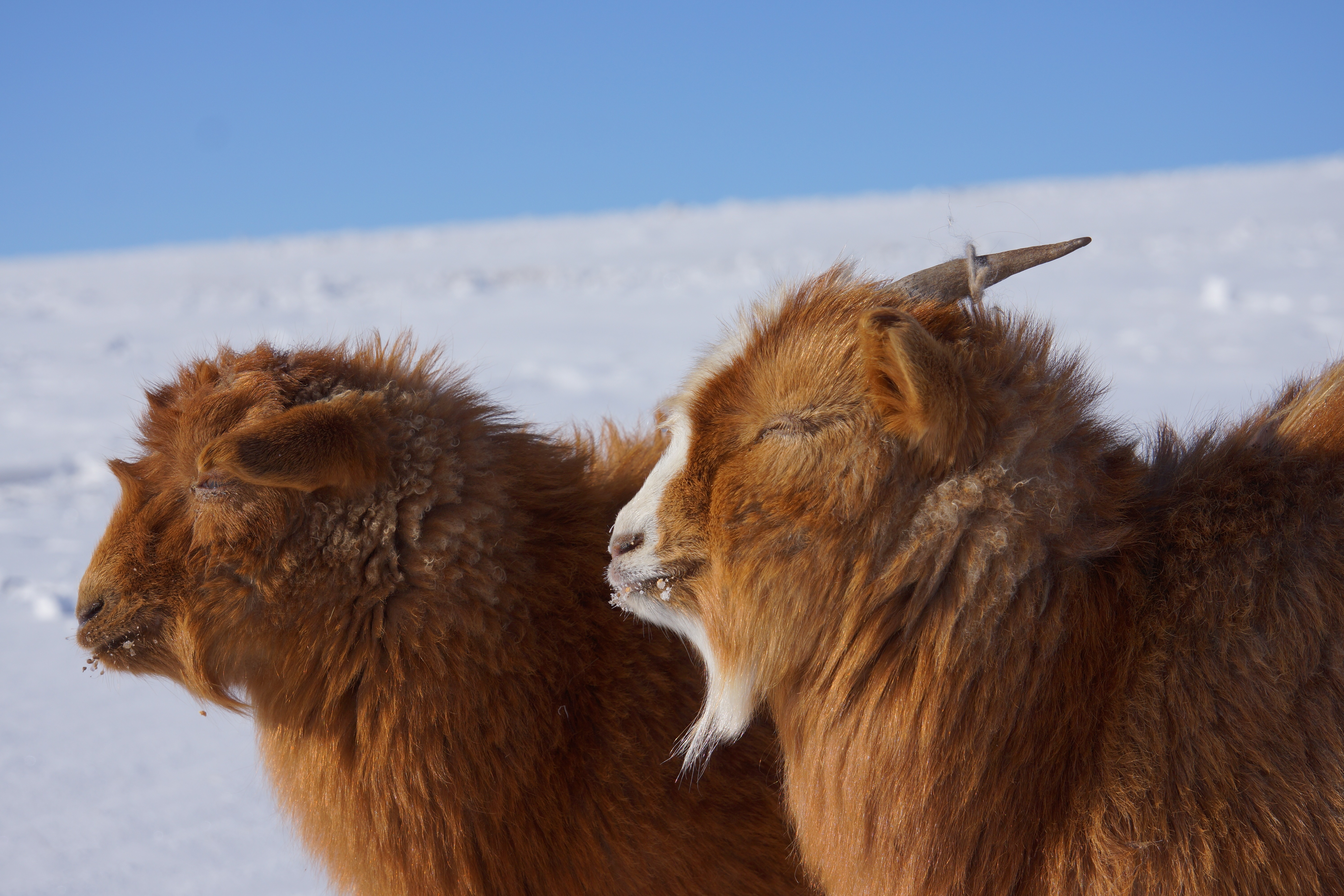 Стадо коз в Монголии фото