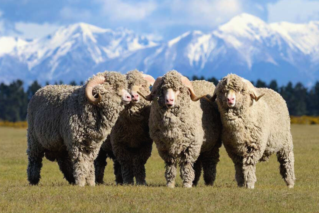 6000 бонусов - 2026-01-19T145840.140.png